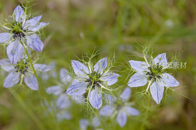 黑种草(Nigella damascena)